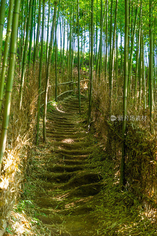 竹林在木仓柴，Yen Bai，越南。美丽的绿色自然背景。自然和背景概念。